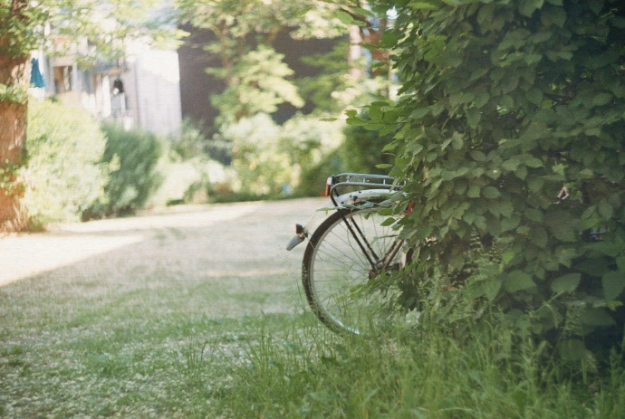 Bicycle leaning against bushes in a garden